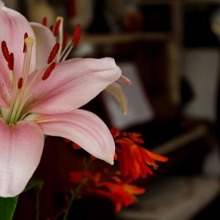 City Centre B & B Londonderry Dış mekan fotoğraf