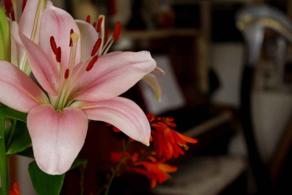 City Centre B & B Londonderry Dış mekan fotoğraf